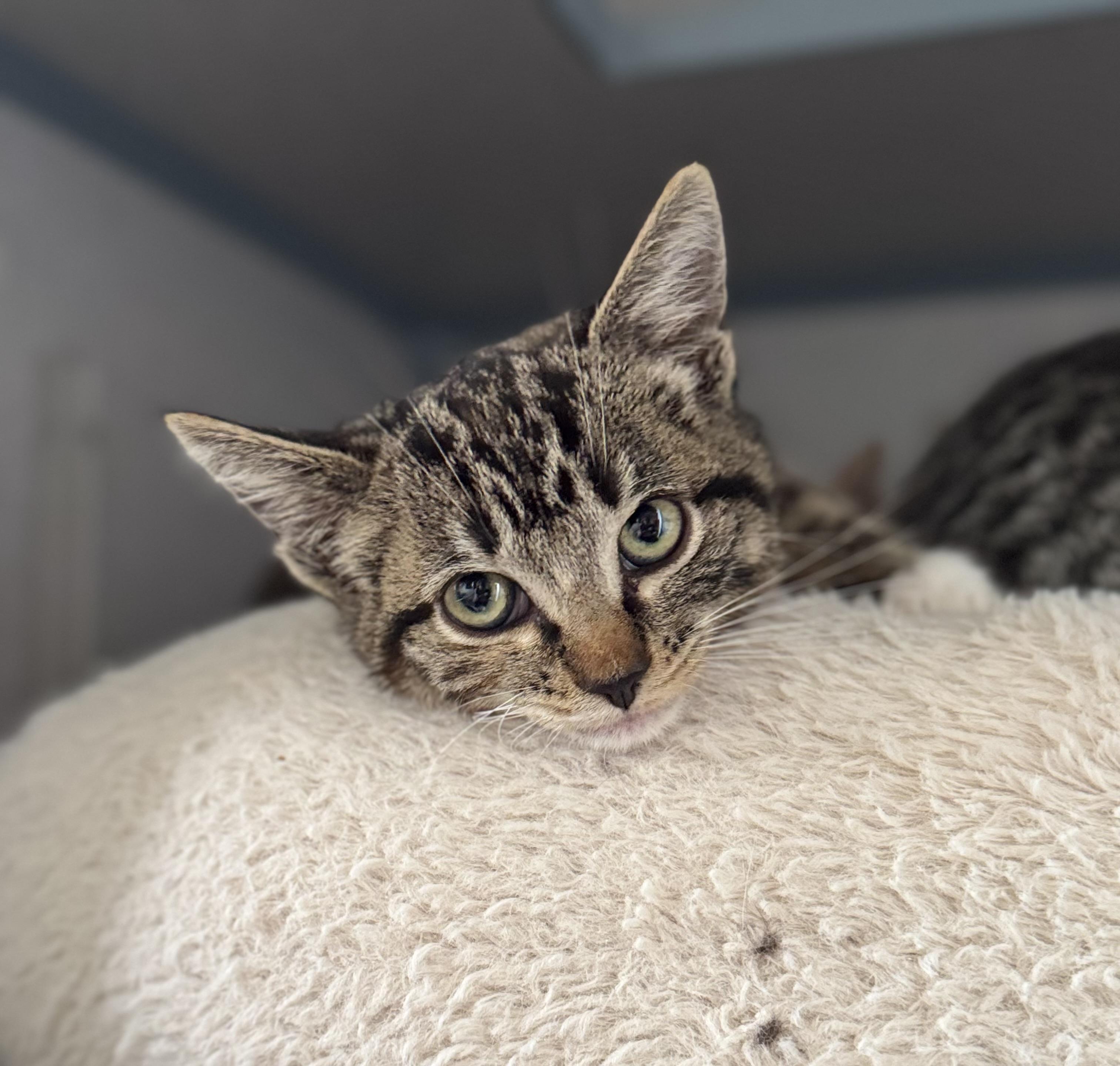 Enlarge Kit Kat, a Adopted Domestic Short Hair in Eagle, CO image 2/2