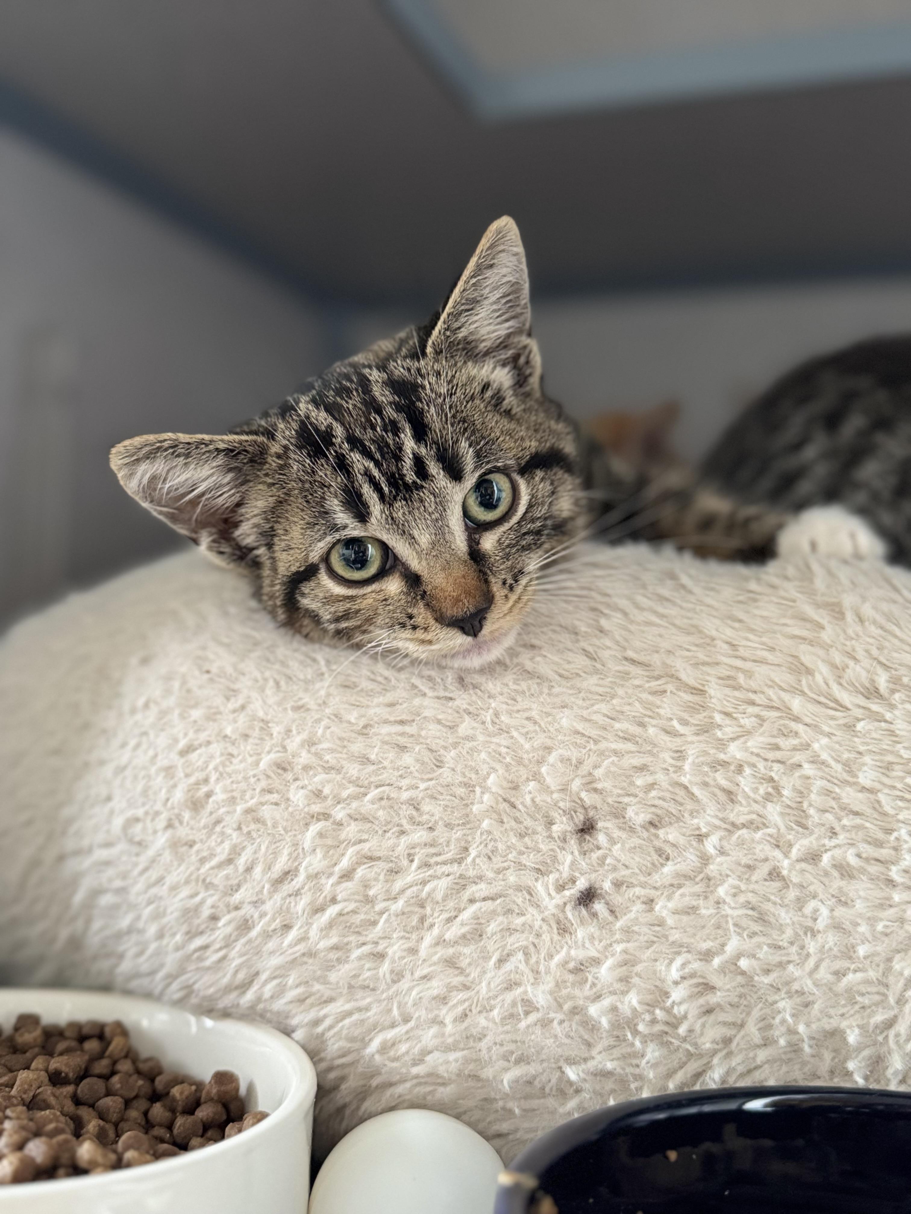 Enlarge Kit Kat, a Adopted Domestic Short Hair in Eagle, CO image 1/2