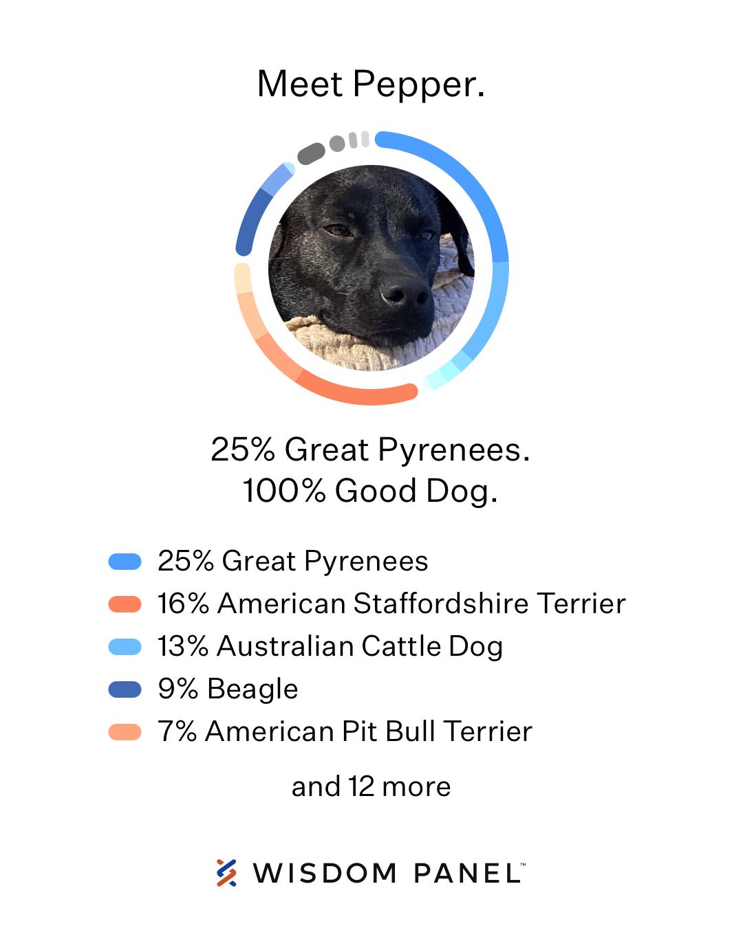 Enlarge Pepper, a Adoptable mixed breed in Lansing, MI image 6/6