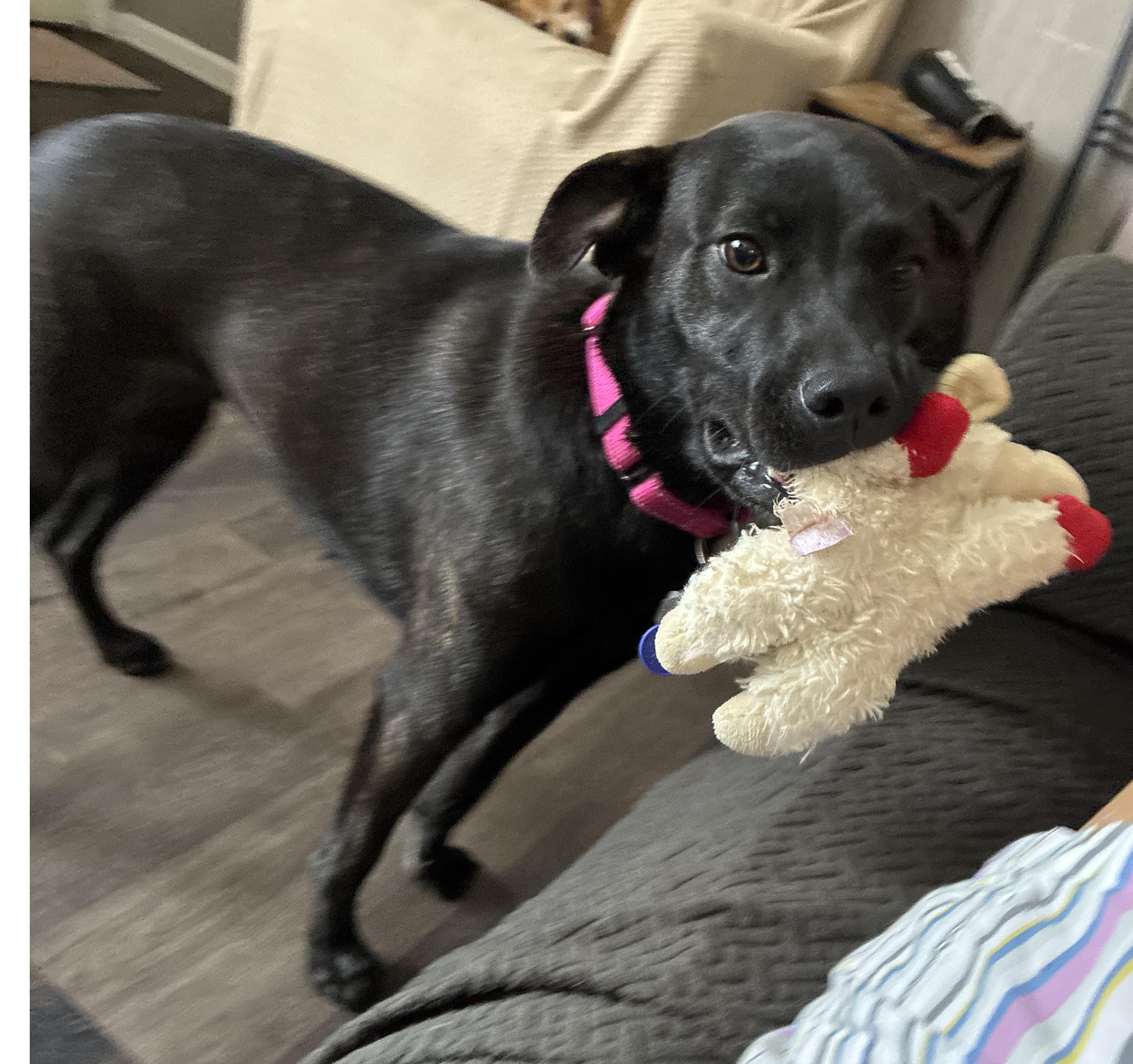 Enlarge Pepper, a Adoptable mixed breed in Lansing, MI image 2/6