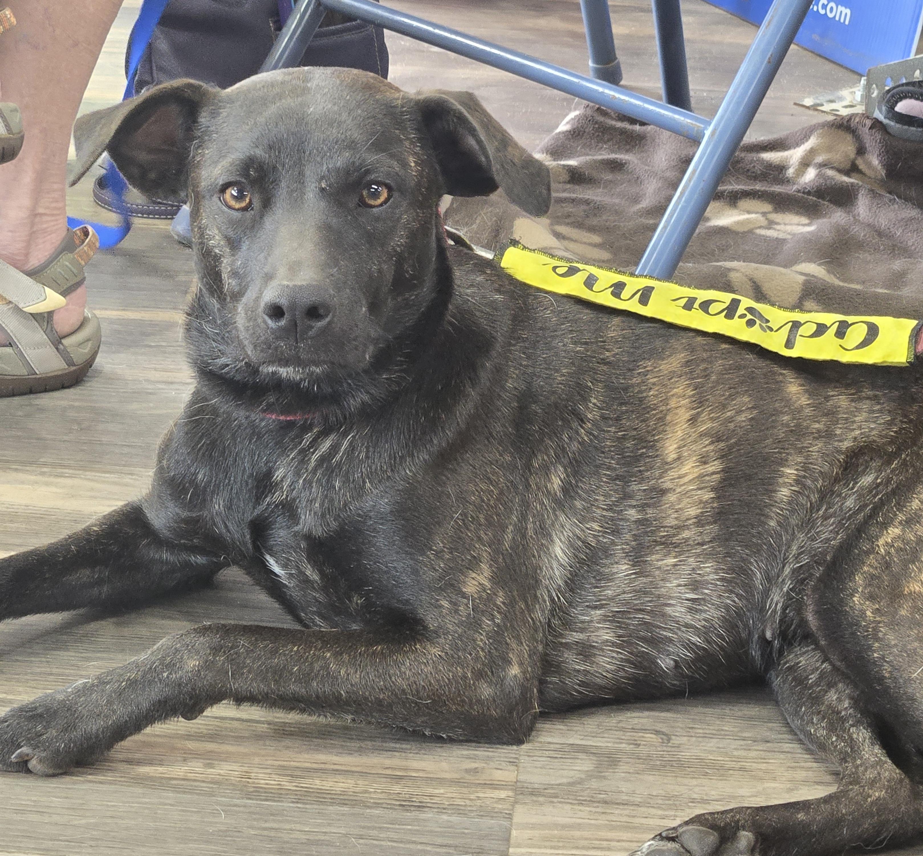 Enlarge Pepper, a Adoptable mixed breed in Lansing, MI image 1/6