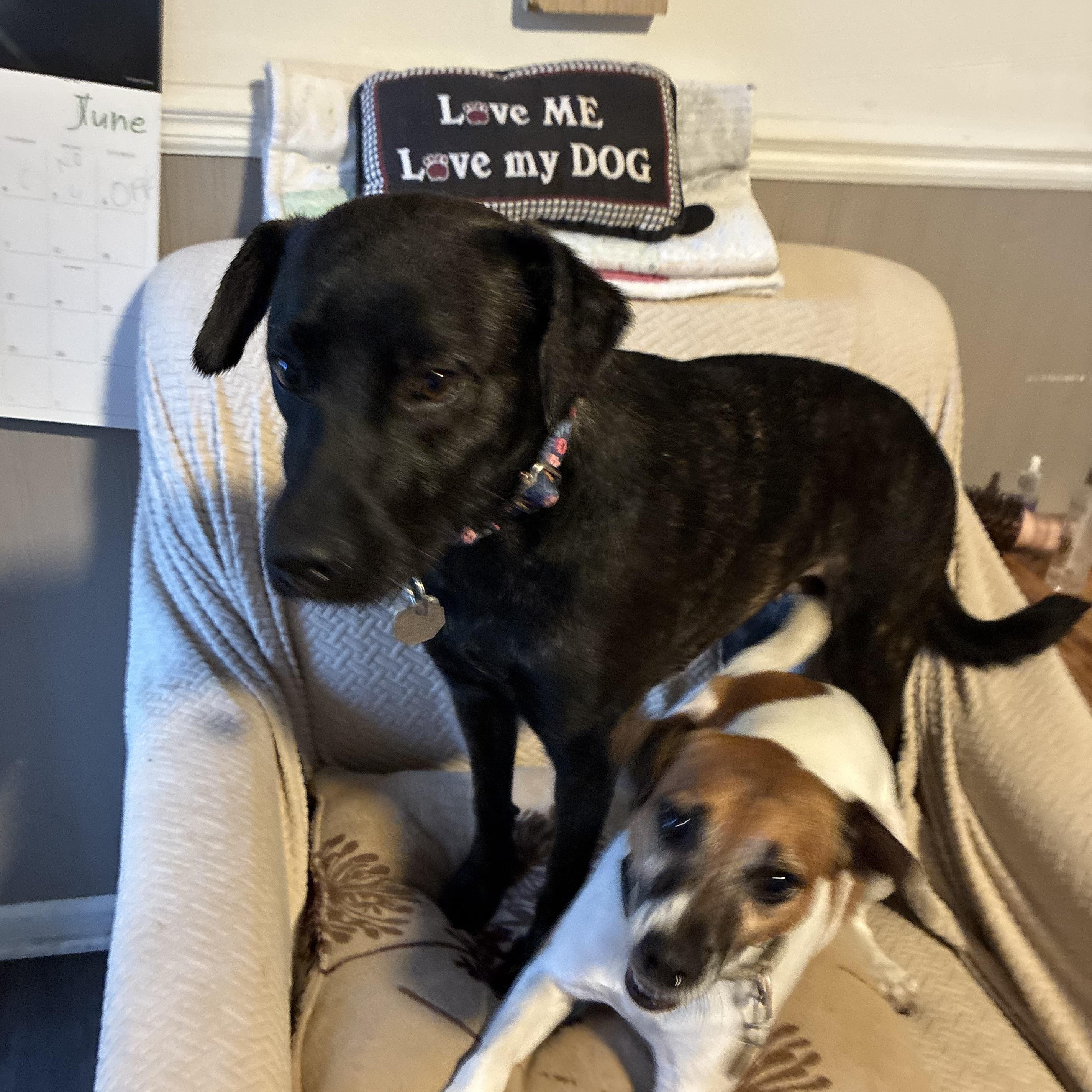 Enlarge Pepper, a Adoptable mixed breed in Lansing, MI image 4/6