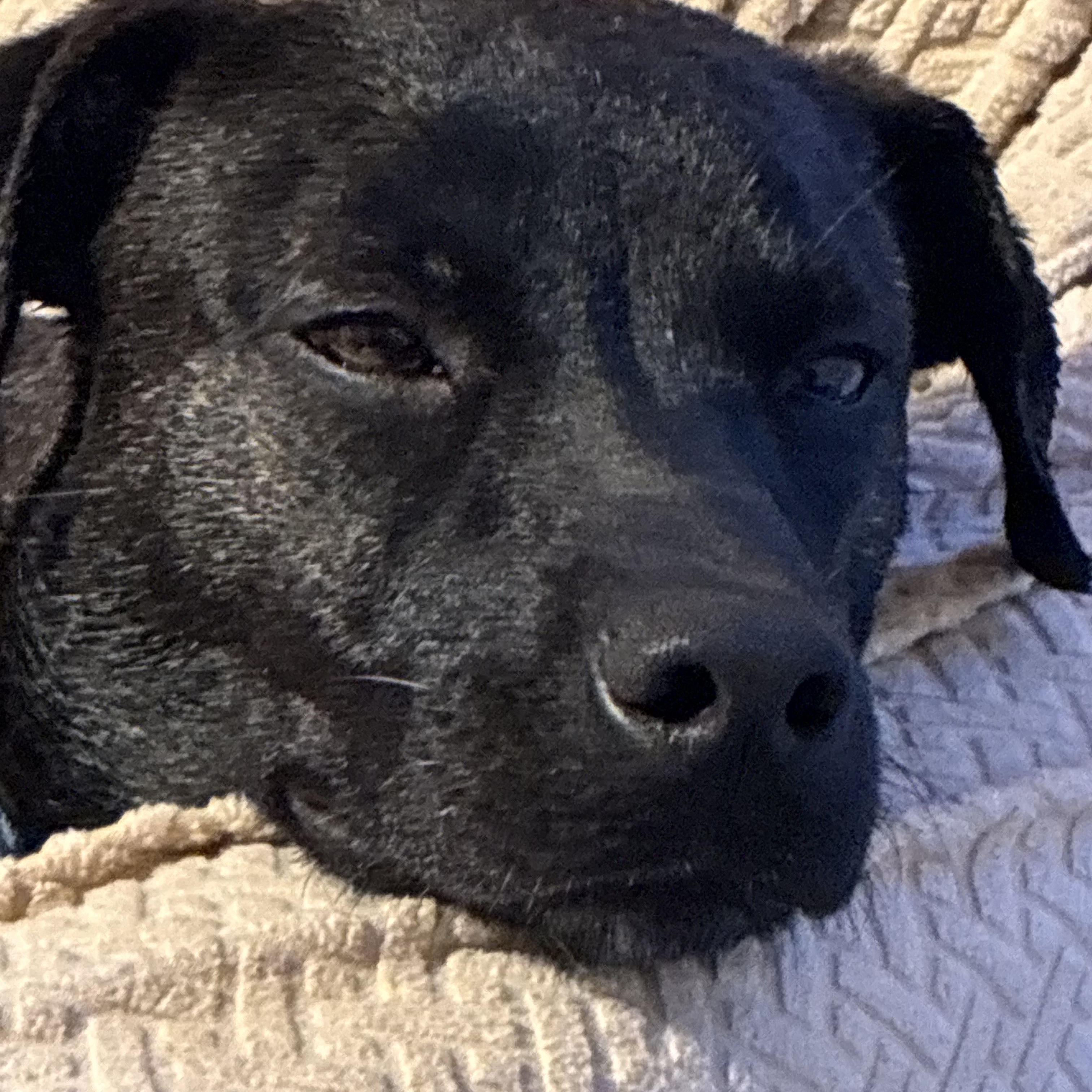 Enlarge Pepper, a Adoptable mixed breed in Lansing, MI image 5/6