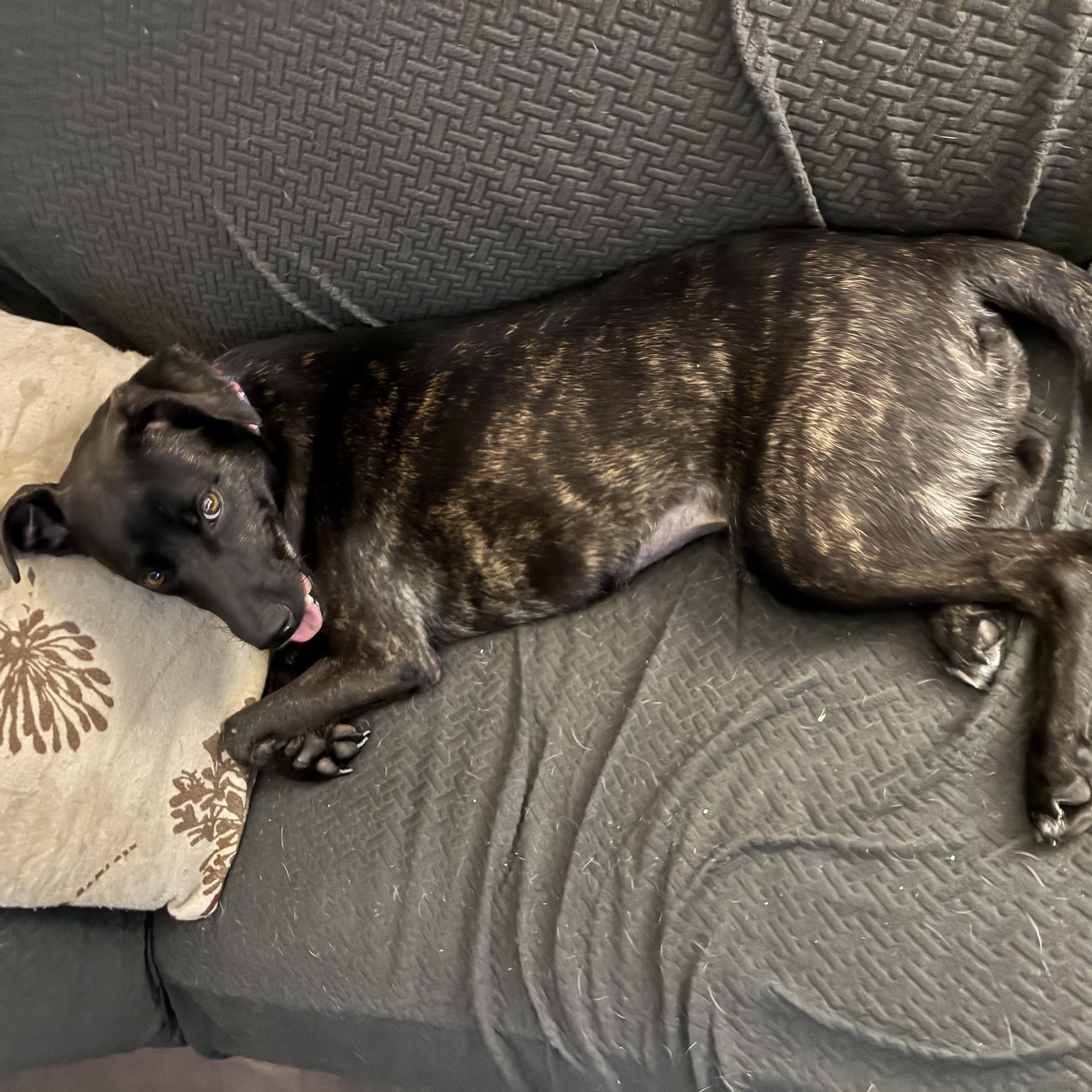 Enlarge Pepper, a Adoptable mixed breed in Lansing, MI image 3/6