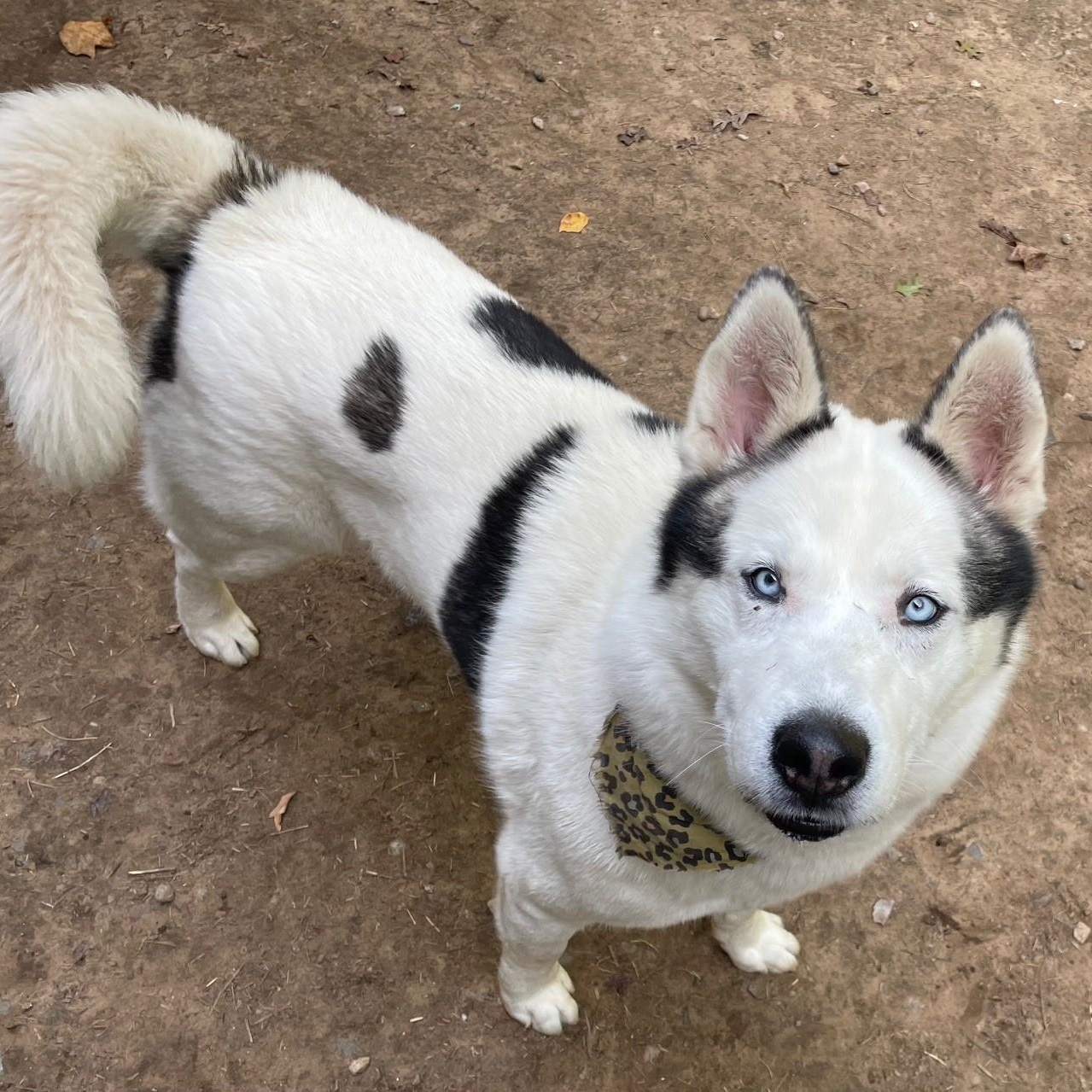 Leo, Adoptable, Adult Male Husky.