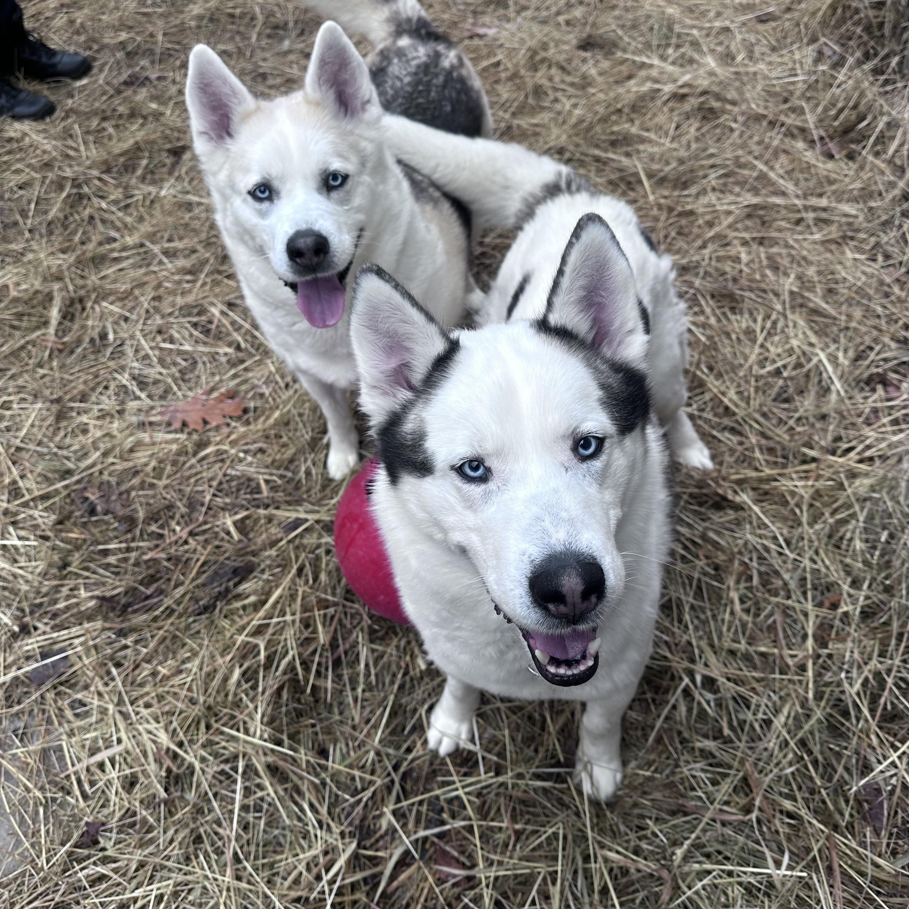 Enlarge Leo & Luna, a Adoptable Husky in Bloomfield, CT image 1/4