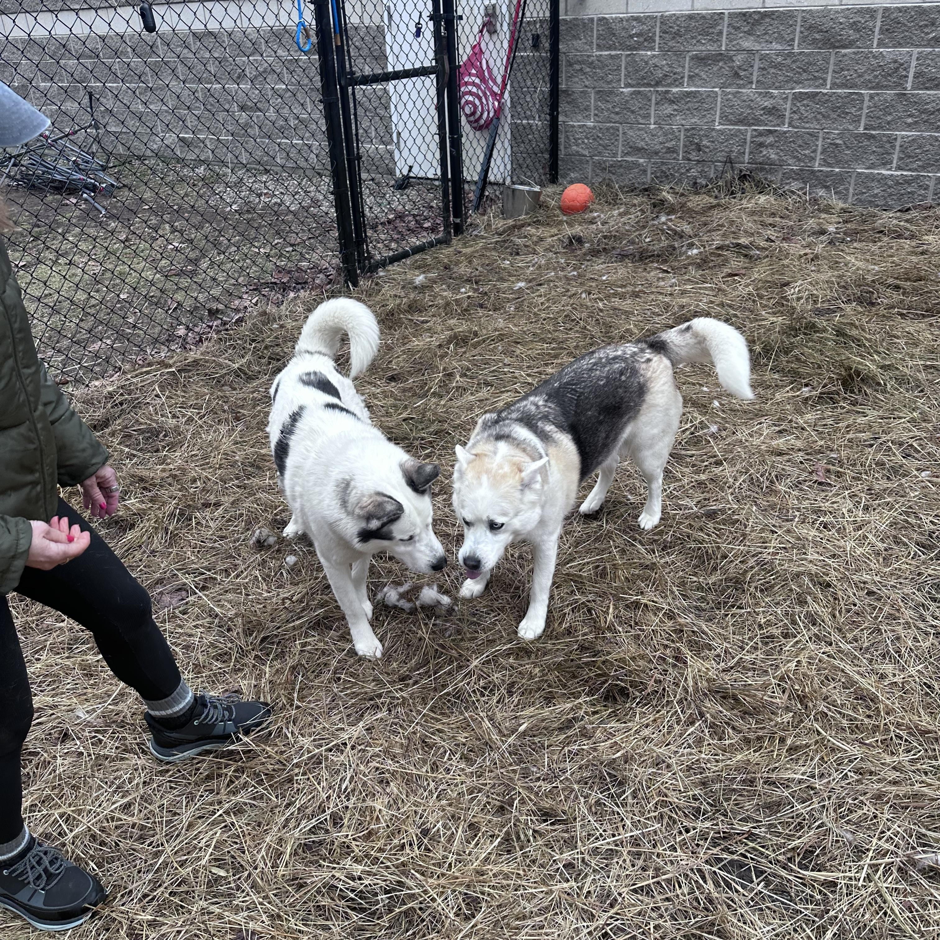 Enlarge Leo & Luna, a Adoptable Husky in Bloomfield, CT image 3/4