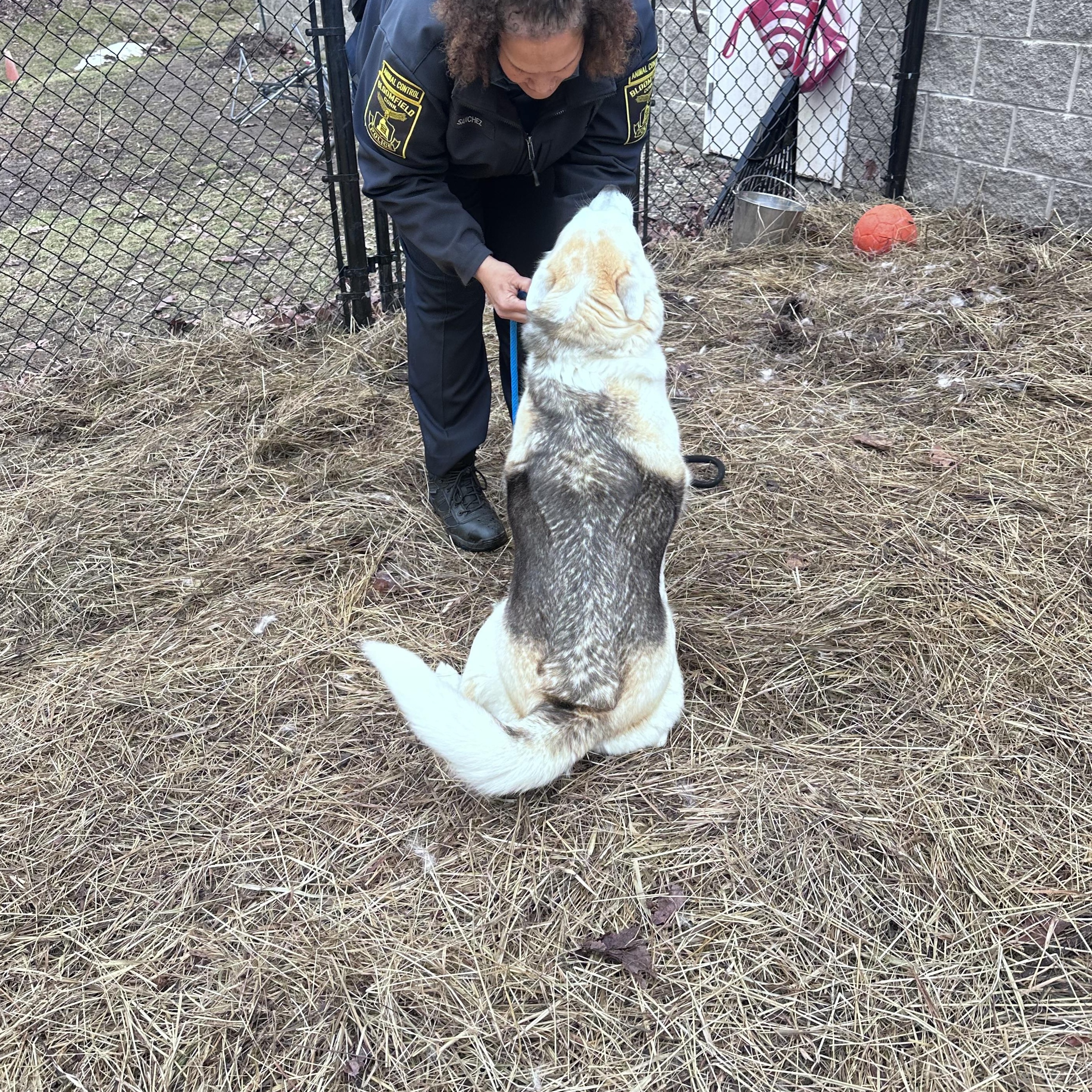 Enlarge Leo & Luna, a Adoptable Husky in Bloomfield, CT image 4/4
