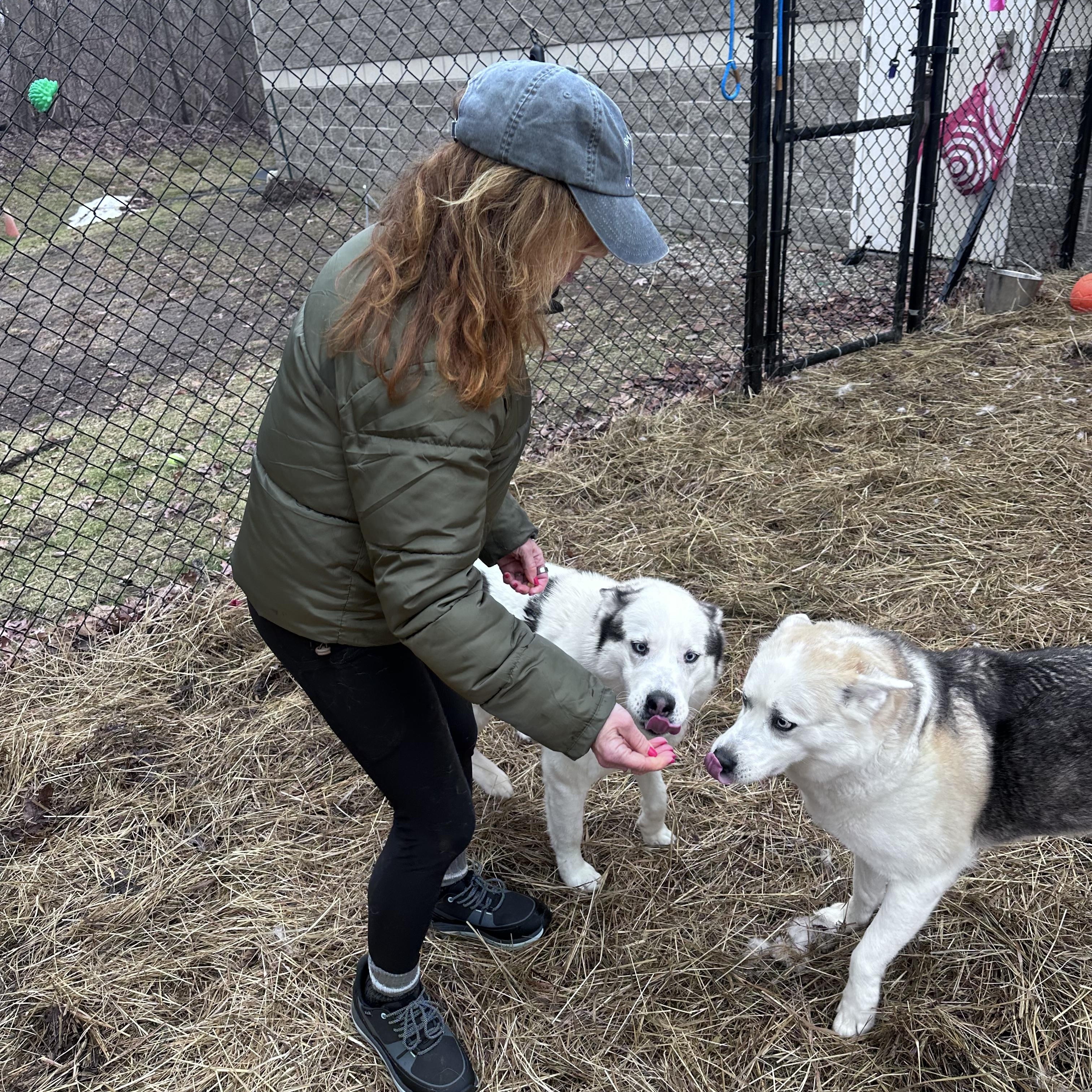 Enlarge Leo & Luna, a Adoptable Husky in Bloomfield, CT image 2/4