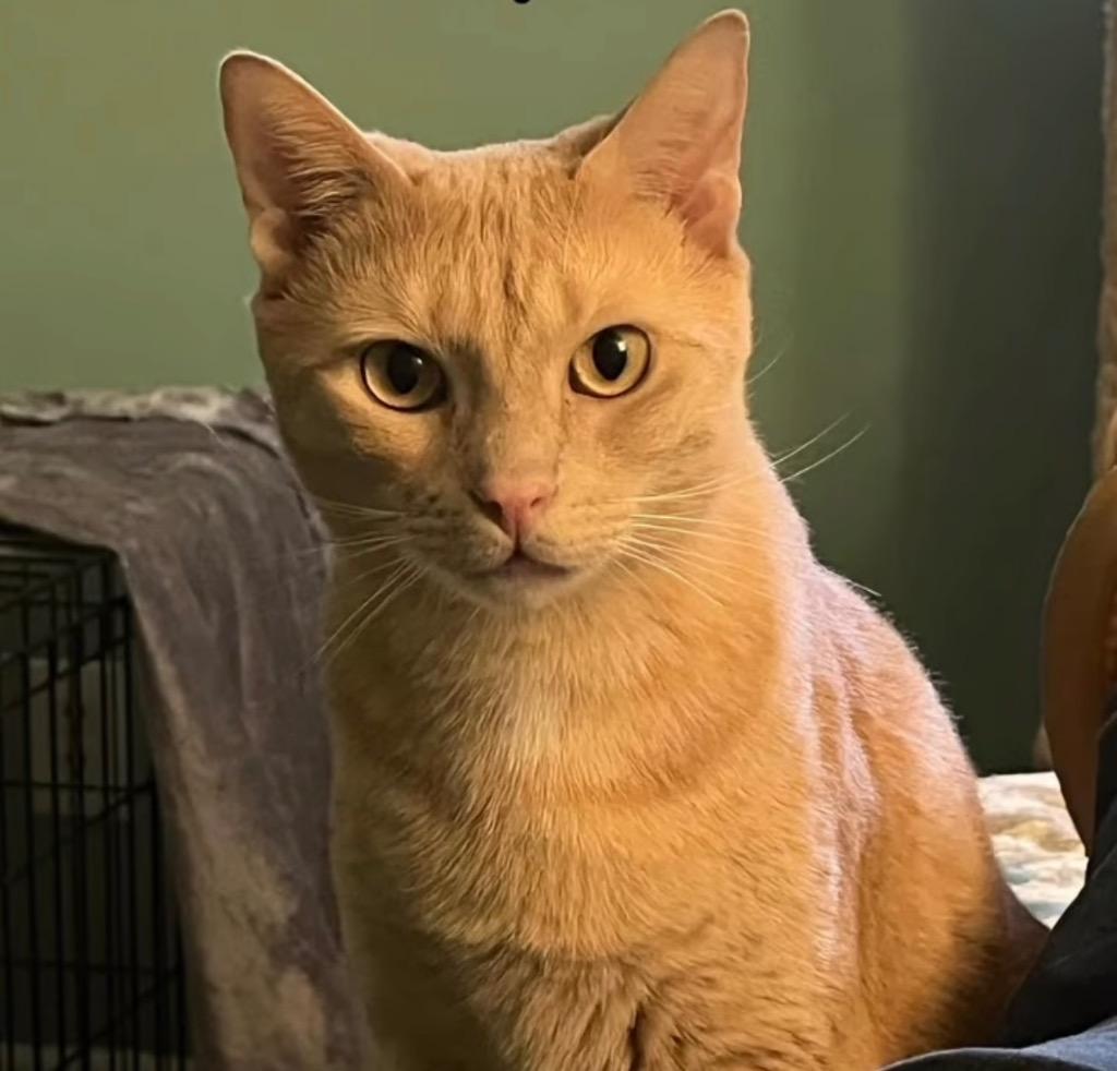 Enlarge Rum Raisin, a Adoptable Domestic Short Hair in Orlando, FL image 1/6