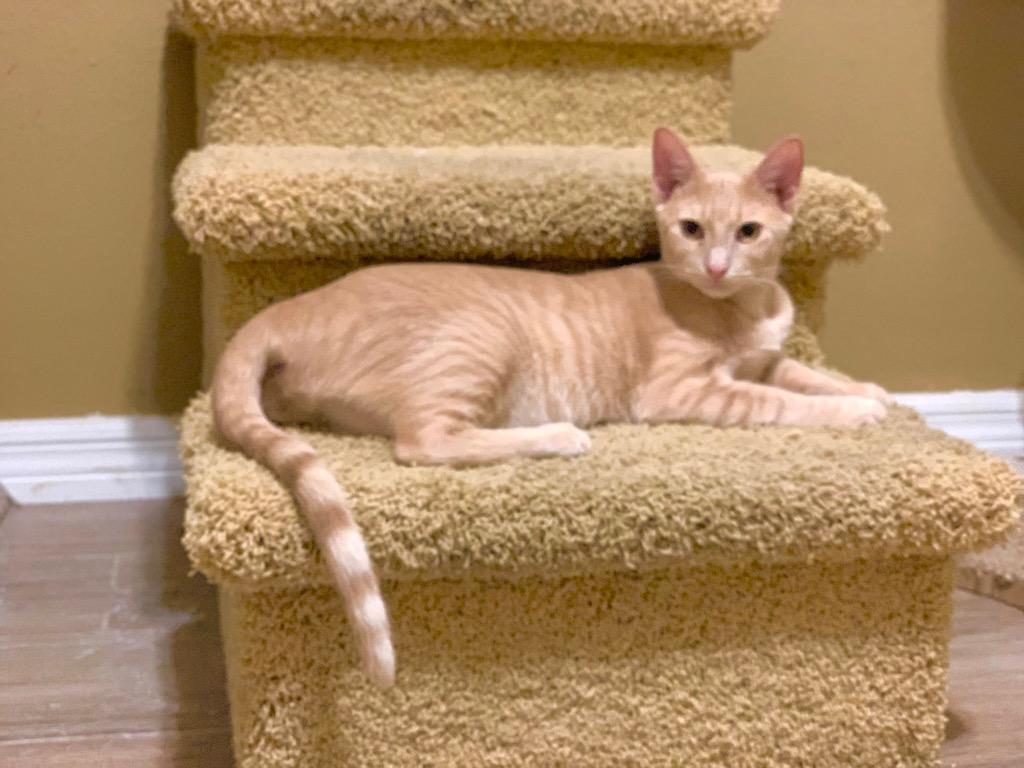 Enlarge Rum Raisin, a Adoptable Domestic Short Hair in Orlando, FL image 2/6