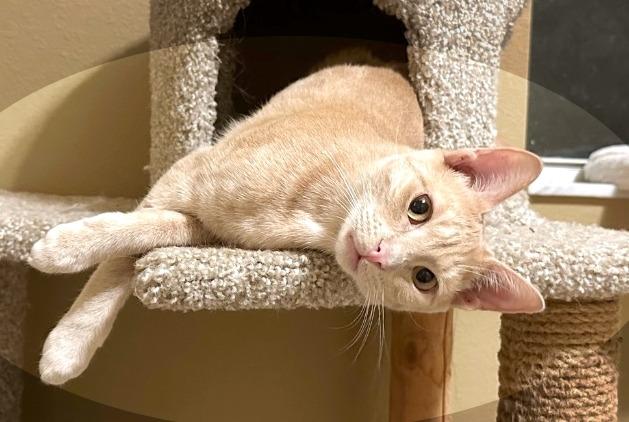 Enlarge Rum Raisin, a Adoptable Domestic Short Hair in Orlando, FL image 3/6