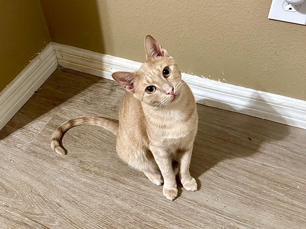 Enlarge Rum Raisin, a Adoptable Domestic Short Hair in Orlando, FL image 4/6