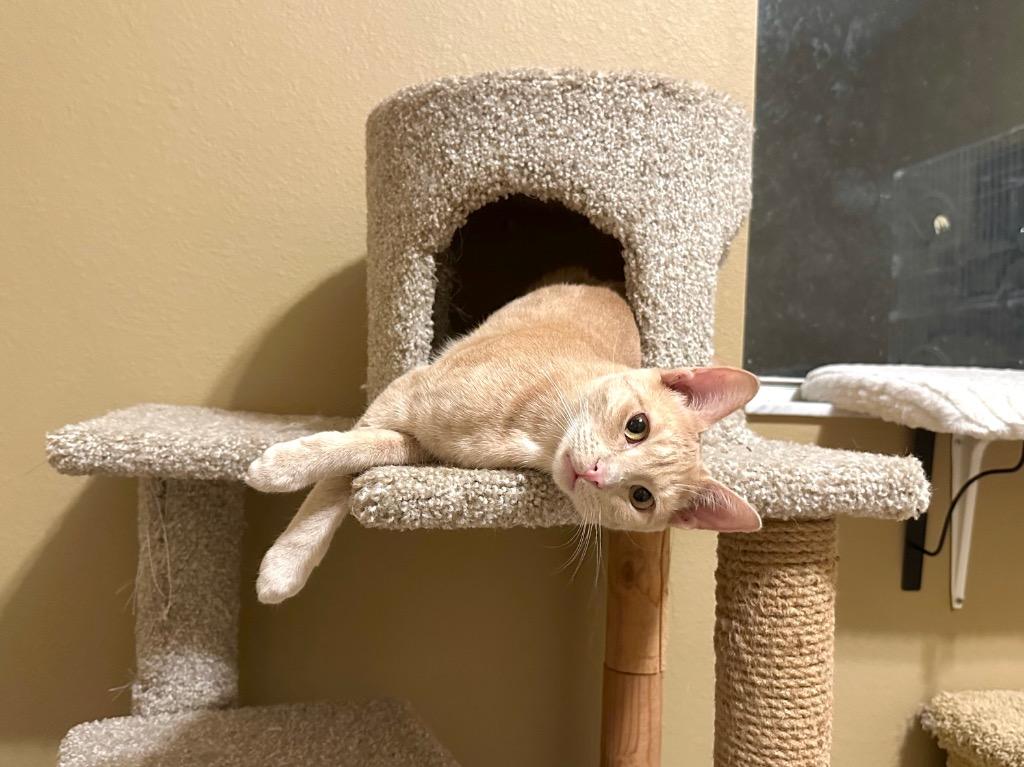 Enlarge Rum Raisin, a Adoptable Domestic Short Hair in Orlando, FL image 5/6