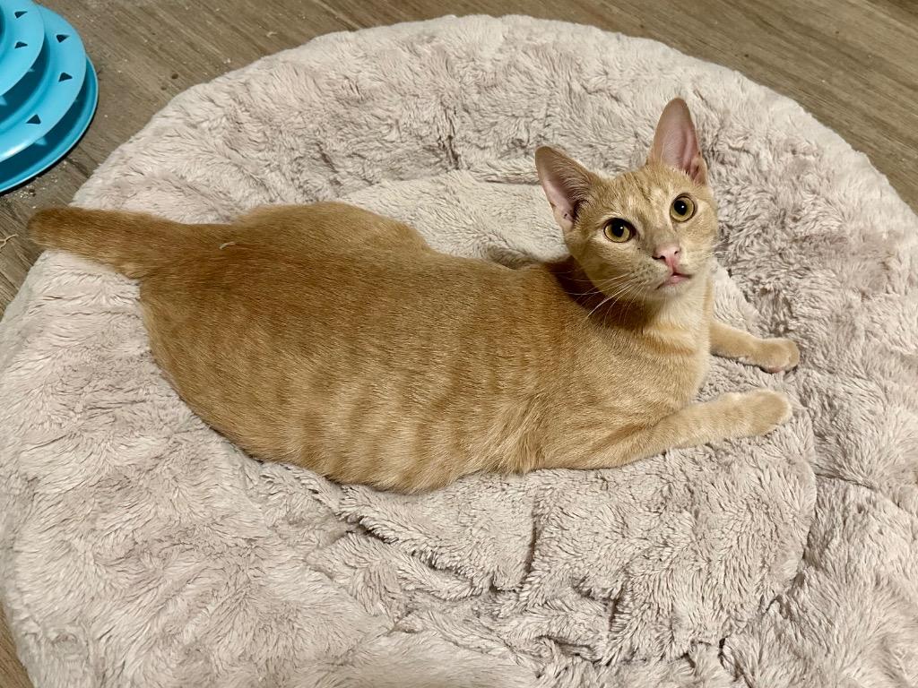Enlarge Rum Raisin, a Adoptable Domestic Short Hair in Orlando, FL image 6/6
