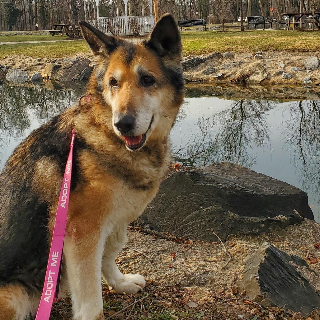 Sadie, Adoptable, Senior Female Mixed Breed & German Shepherd Dog.