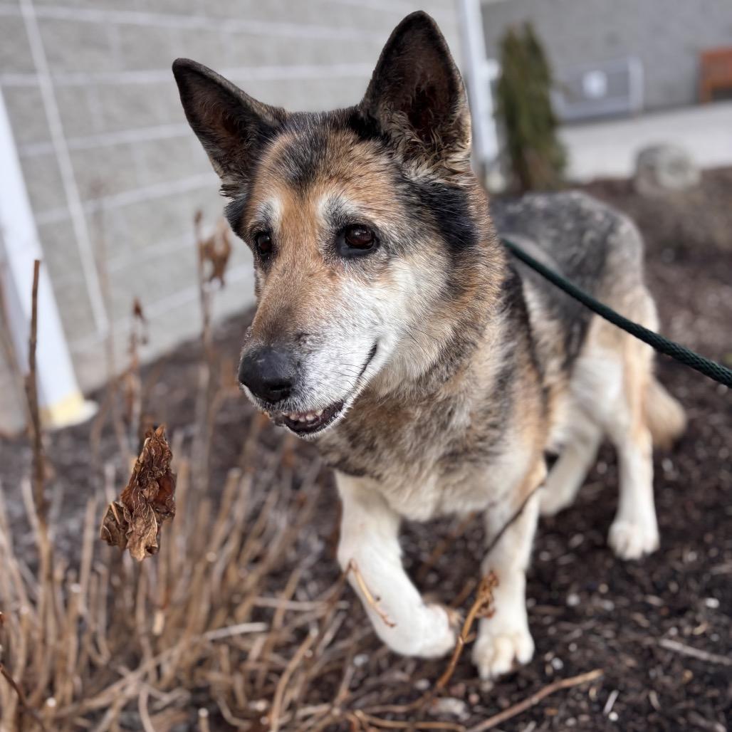 Enlarge Sadie, a Adoptable mixed breed in York, PA image 2/6