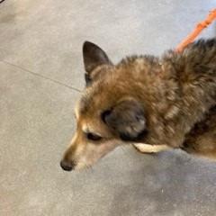 Enlarge Sadie, a Adoptable mixed breed in York, PA image 3/6