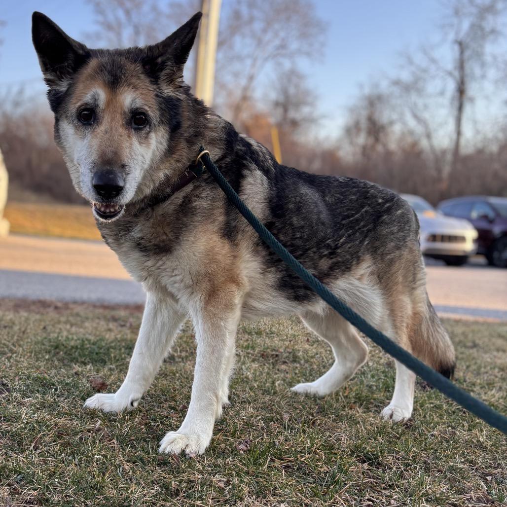 Enlarge Sadie, a Adoptable mixed breed in York, PA image 4/6