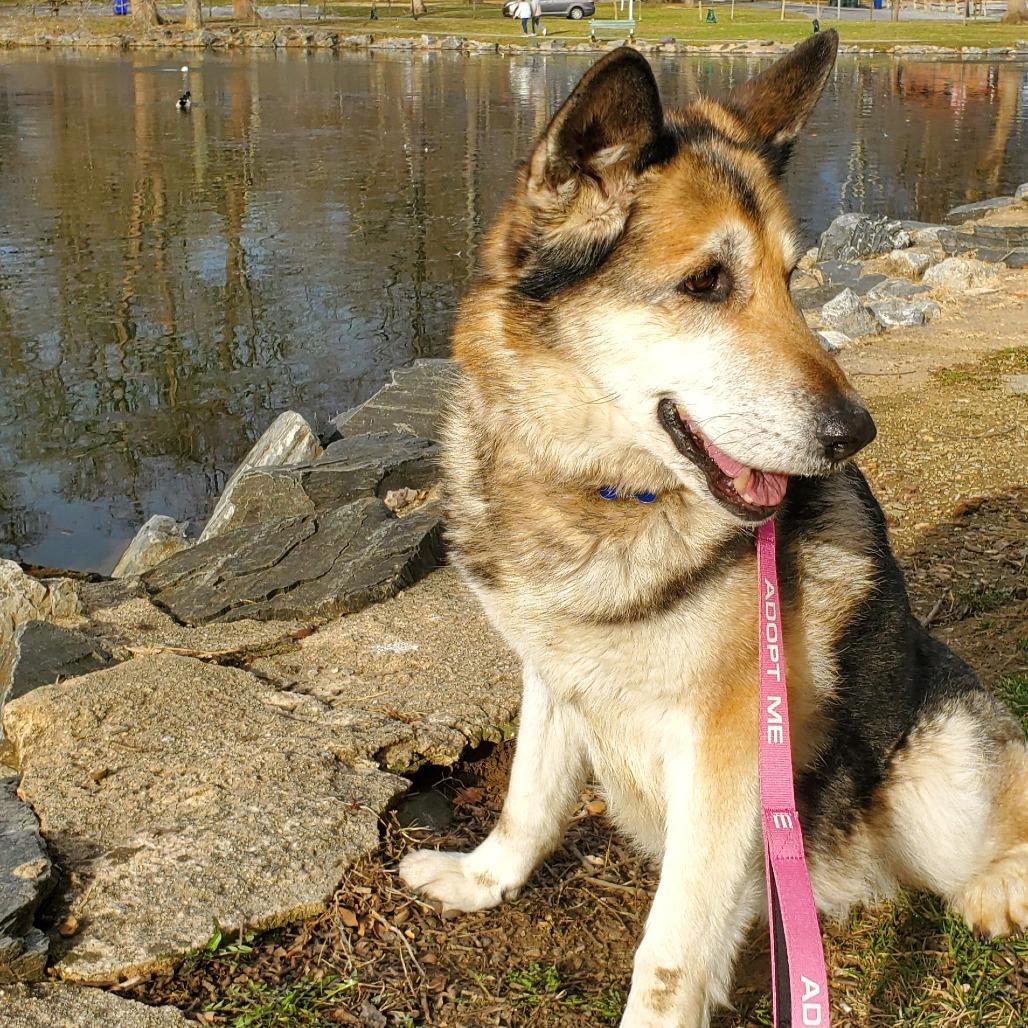 Enlarge Sadie, a Adoptable mixed breed in York, PA image 5/6