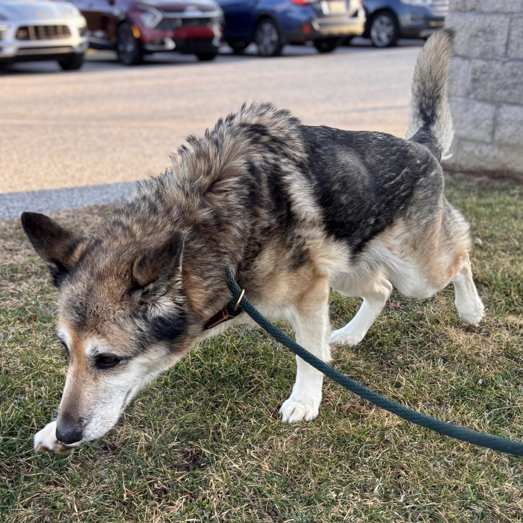 Enlarge Sadie, a Adoptable mixed breed in York, PA image 6/6