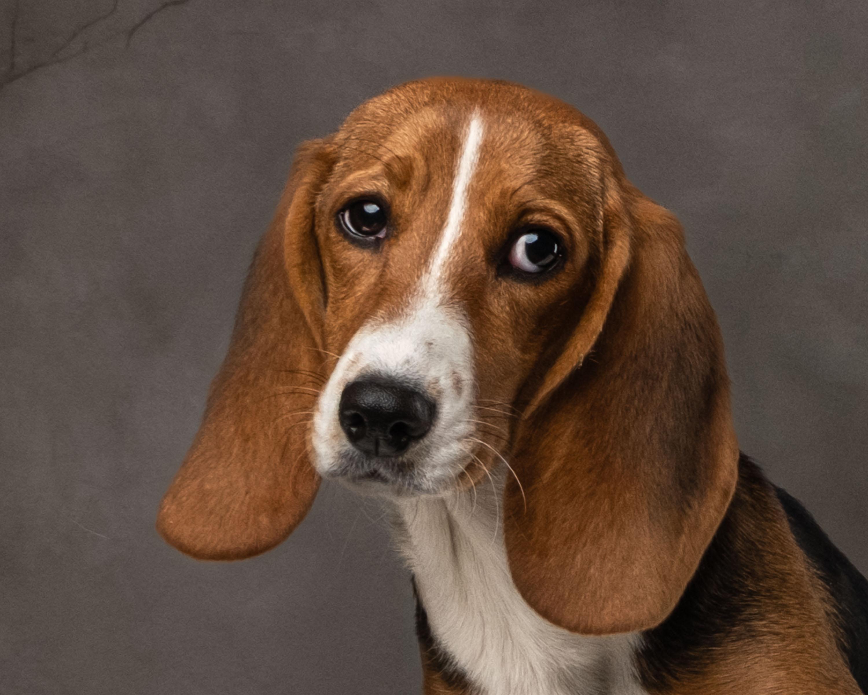 Enlarge Stella, an adopted mixed breed in Aiken, SC image 3/3