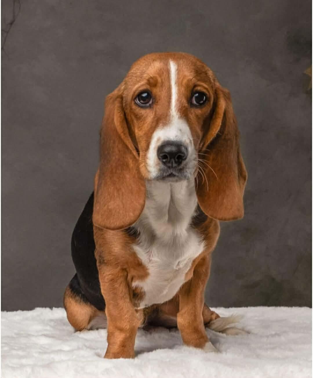 Stella, adopted, Young Female Beagle & Basset Hound.