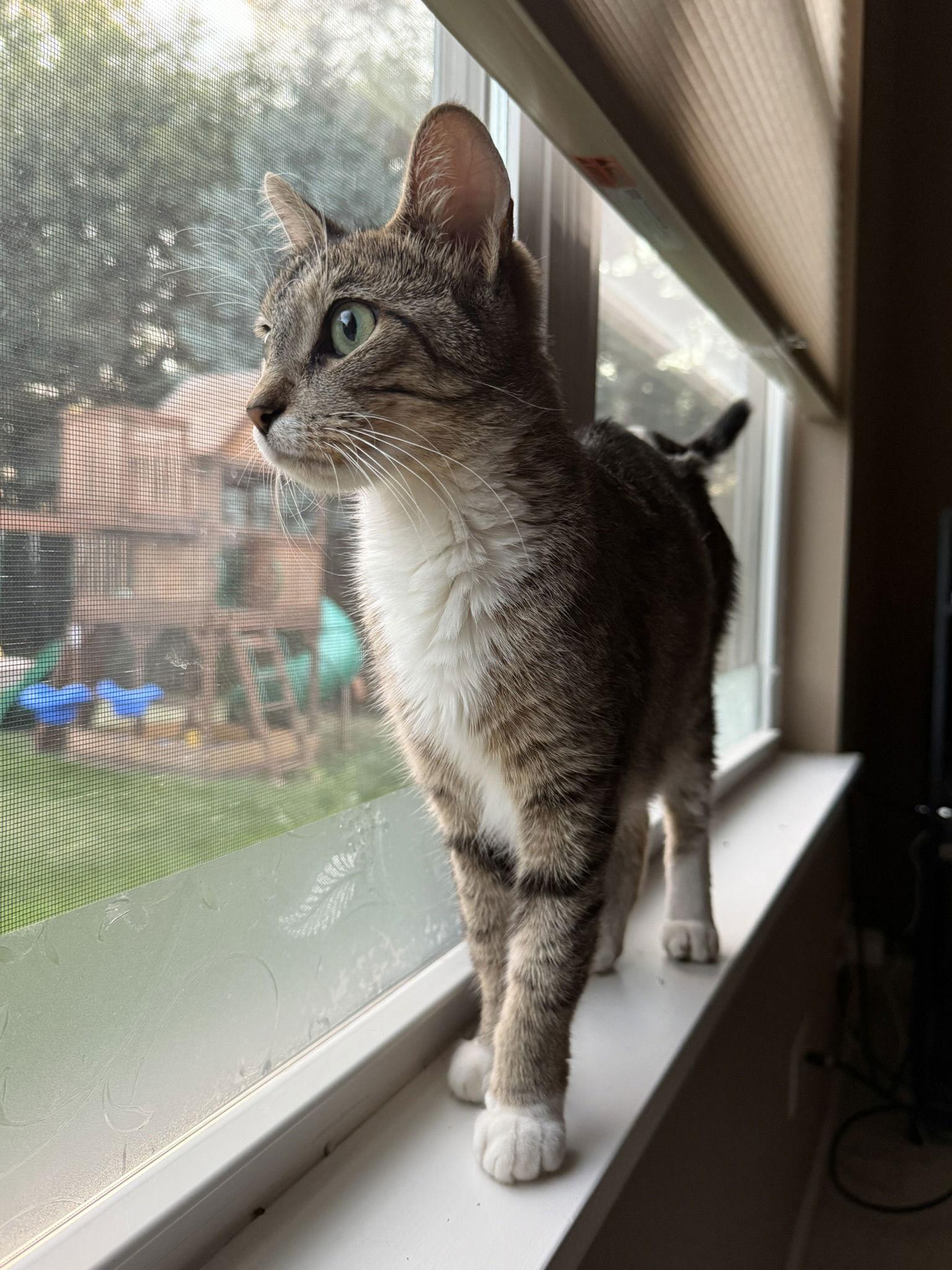 EVELYN, Adoptable, Adult Female Domestic Short Hair.