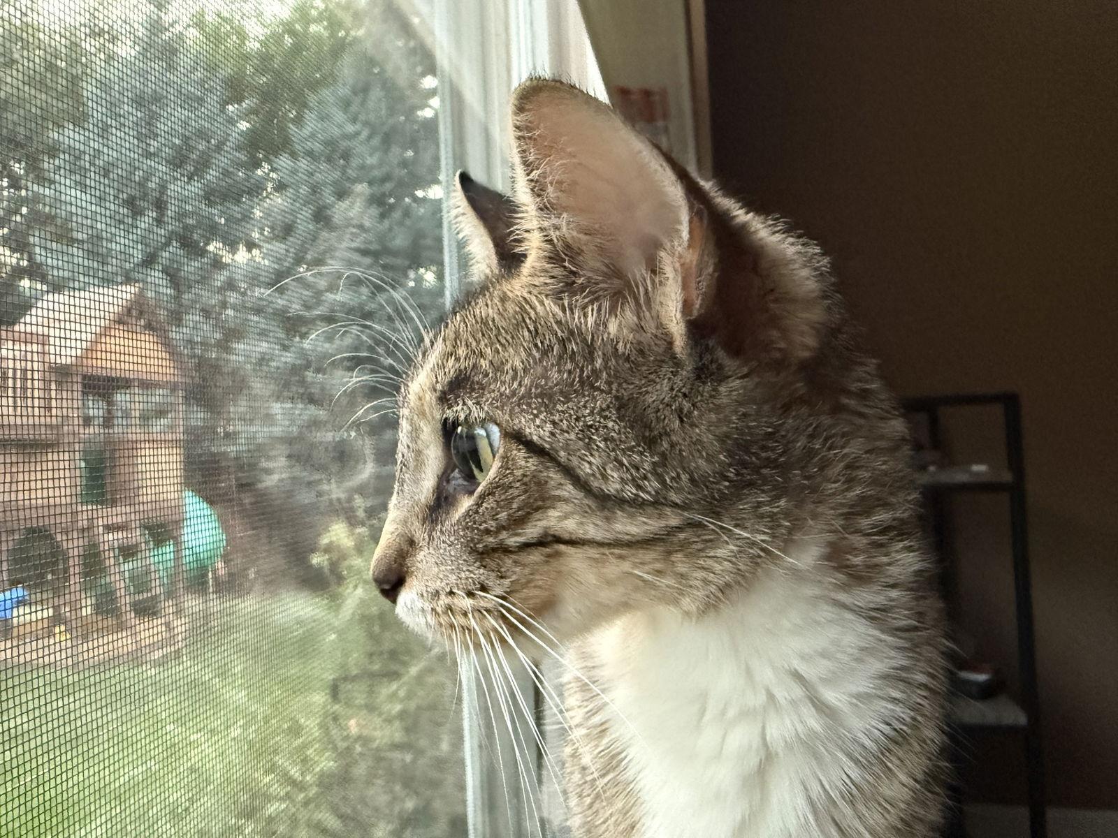 EVELYN, a Adoptable Domestic Short Hair in Elgin, IL image 2/2