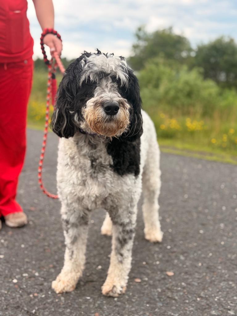 AD Dell, Adoptable, Adult Female Australian Shepherd & Poodle.