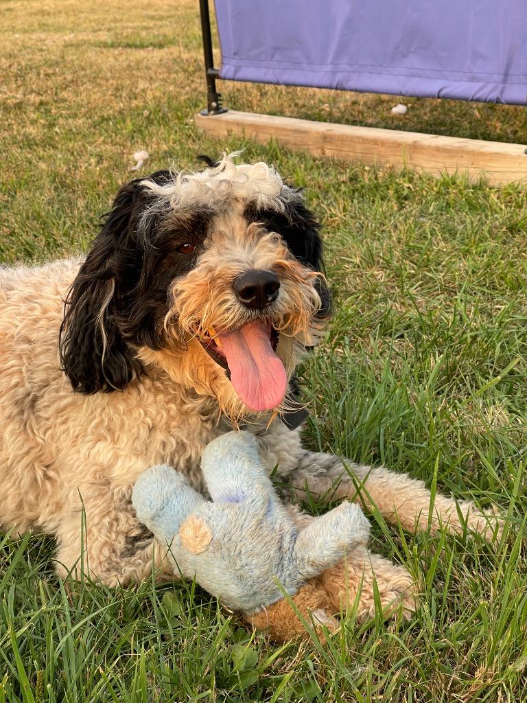Enlarge AD Dell, a Adoptable mixed breed in Ashland, WI image 2/3