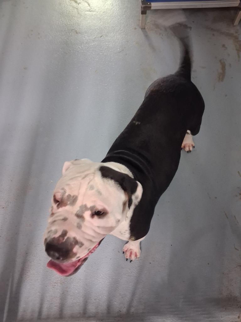 Enlarge Harley Quinn, a Adoptable mixed breed in Cartersville , GA image 1/1
