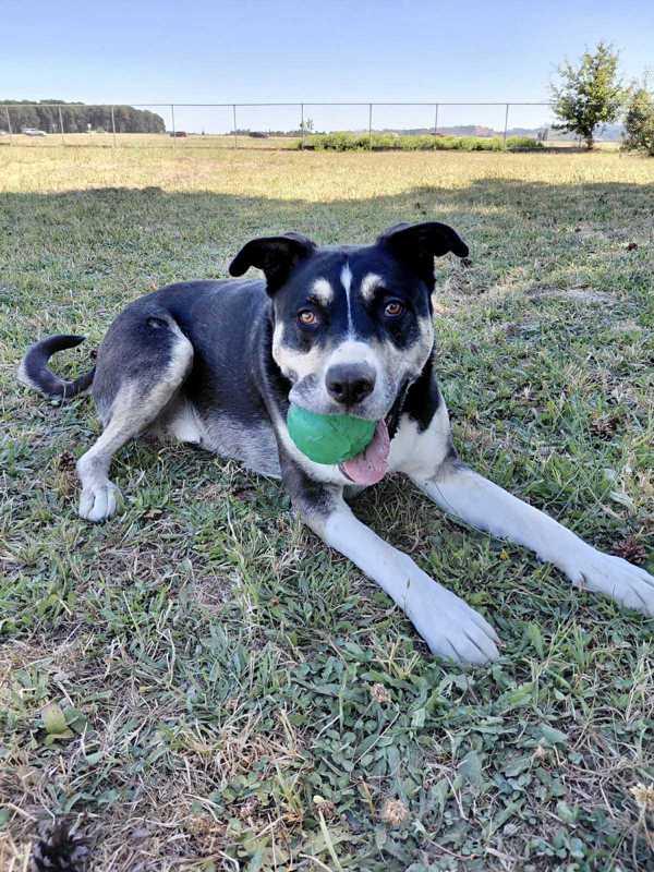 Max, a Adoptable mixed breed in McMinnville, OR image 1/5