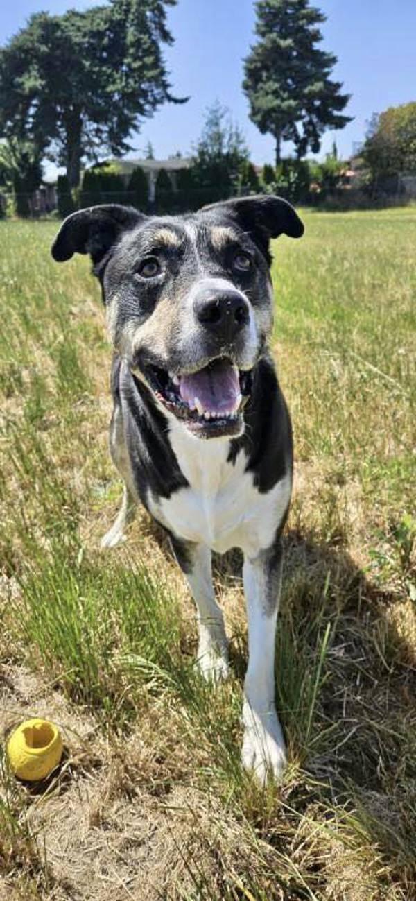 Max, a Adoptable mixed breed in McMinnville, OR image 2/5