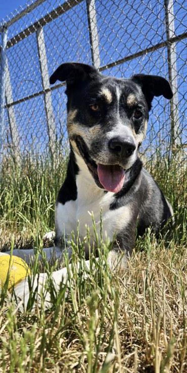 Max, a Adoptable mixed breed in McMinnville, OR image 5/5