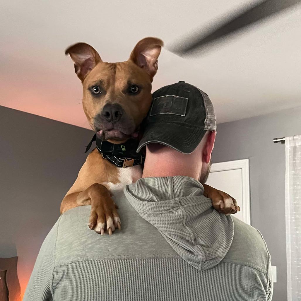 Enlarge Marsh, a Adoptable American Bully in Raleigh, NC image 6/6