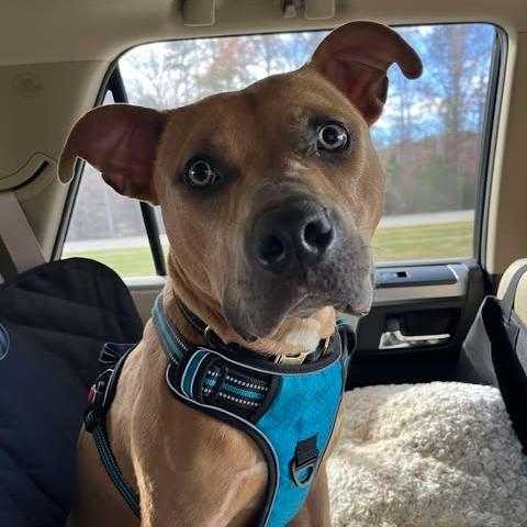 Enlarge Marsh, a Adoptable American Bully in Raleigh, NC image 5/6