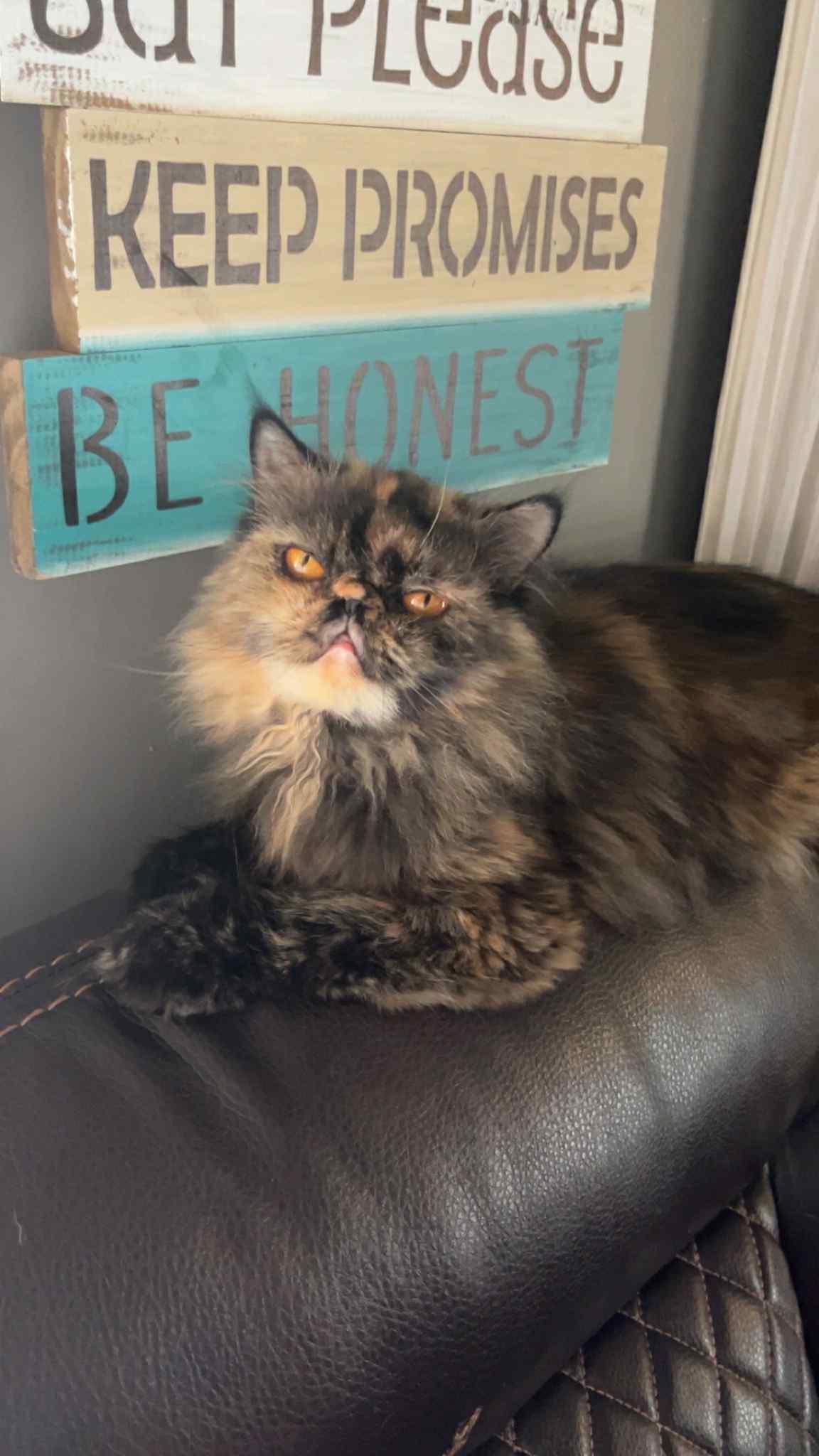 Hazel