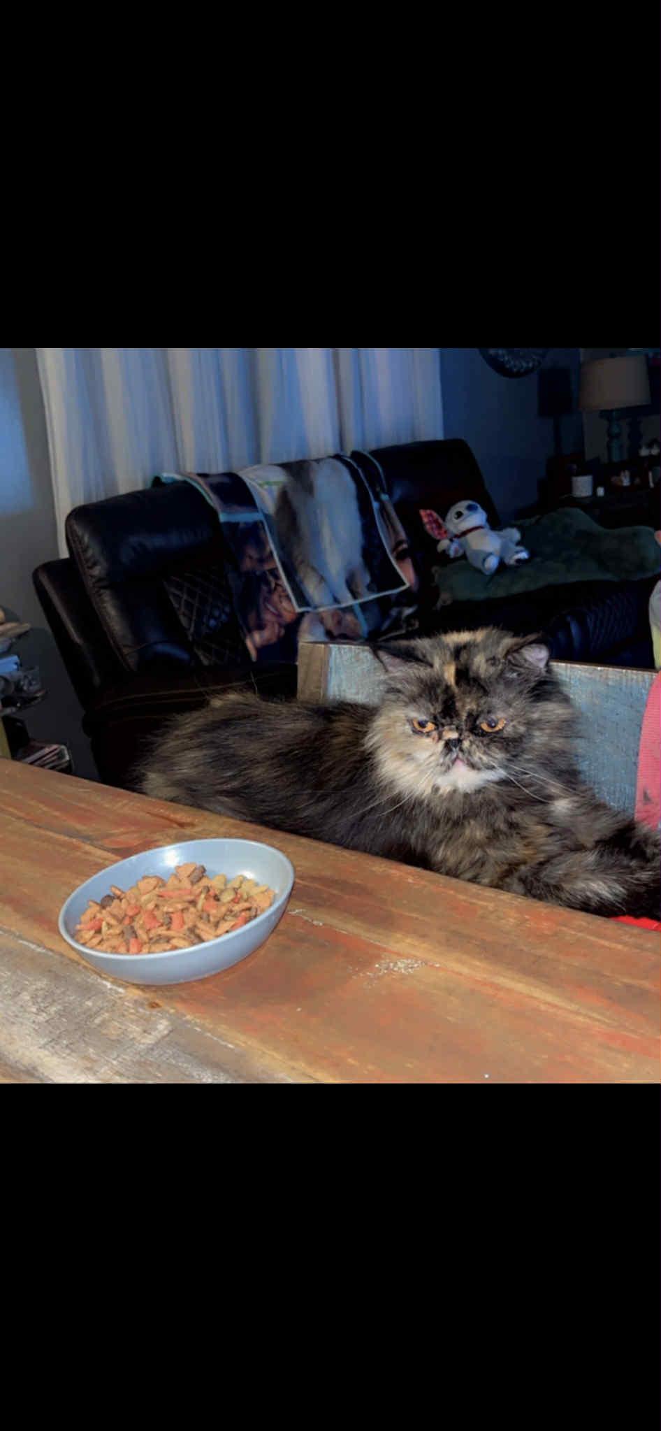 Hazel, an adoptable Persian in Mabank, TX, 75156 | Photo Image 3