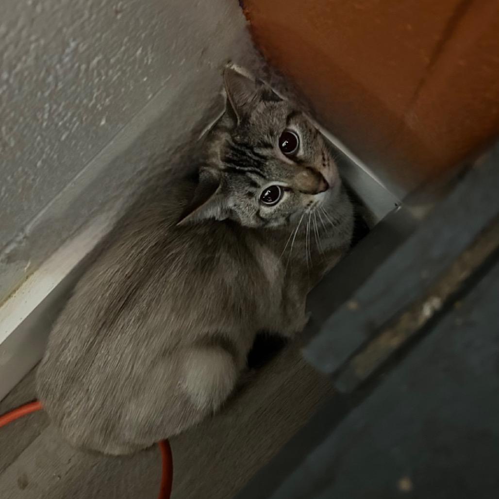 Gaston, Adoptable, Adult Male Domestic Short Hair.