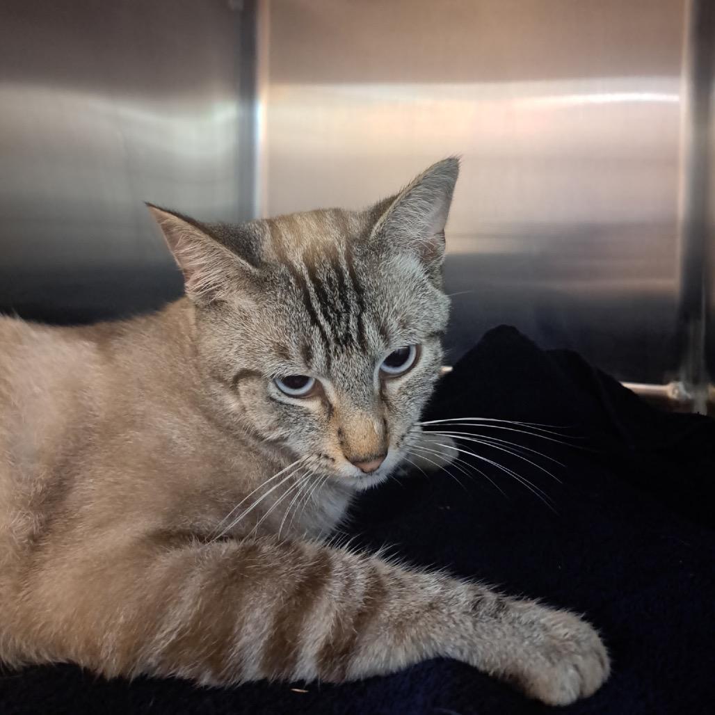 Enlarge Gaston, a Adoptable Domestic Short Hair in Pensacola, FL image 2/2