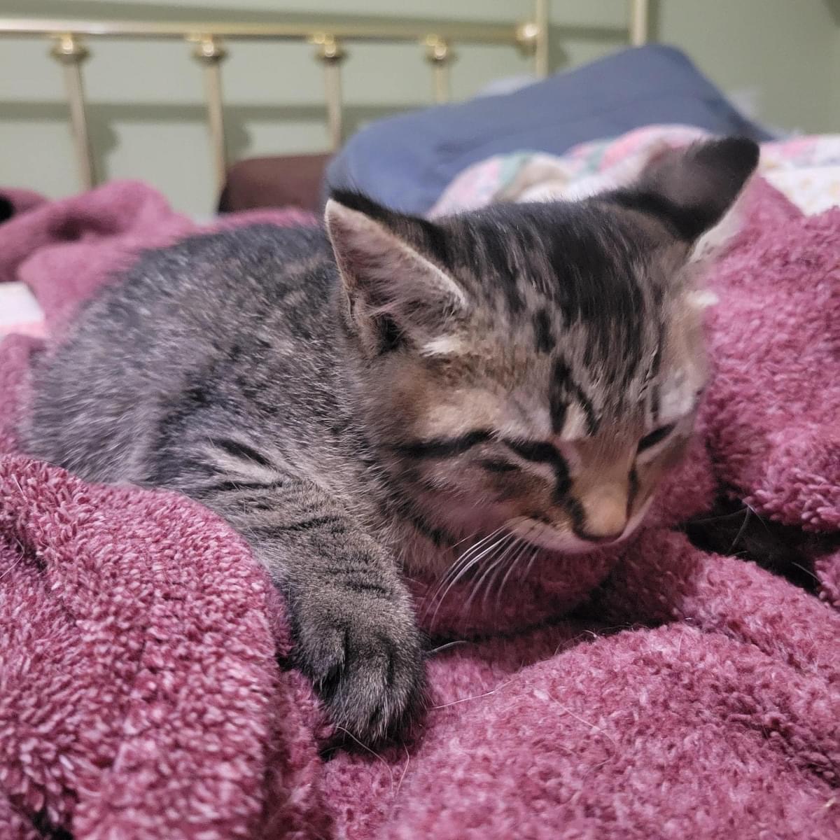 Cat for adoption Tiny, a Domestic Short Hair Mix in Barkhamsted, CT