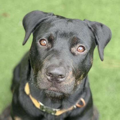 Bella, a Adoptable mixed breed in Sacramento, CA image 1/4