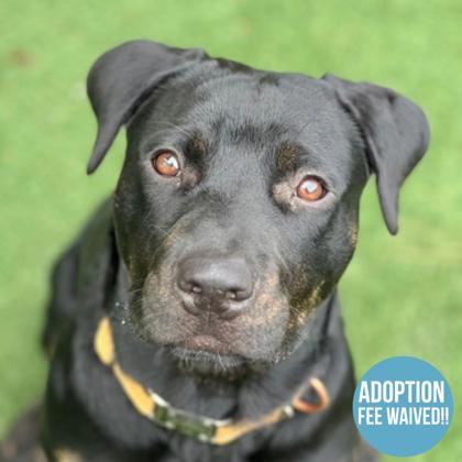 Bella, a Adoptable mixed breed in Sacramento, CA image 2/4