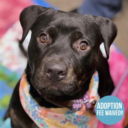 Bella, a Adoptable mixed breed in Sacramento, CA image 3/4