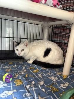 Malcom, ADOPTABLE, Senior Male Domestic Short Hair.