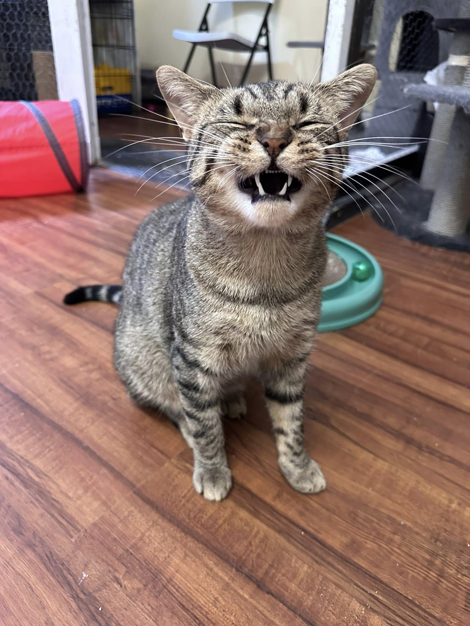 Berenger, Adoptable, Adult Male Domestic Short Hair.