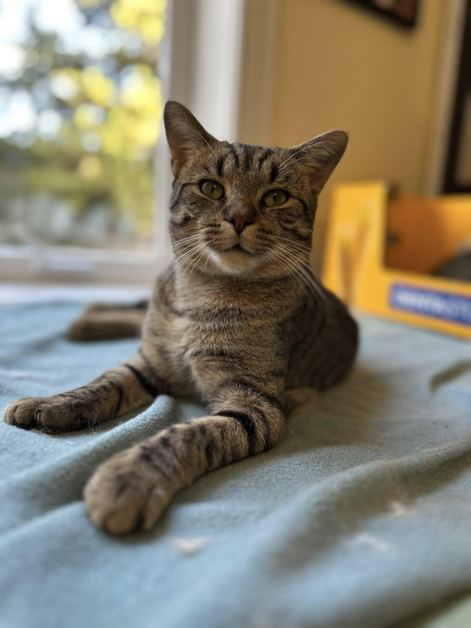 Enlarge Berenger, a Adoptable Domestic Short Hair in Stratford, ON image 2/4