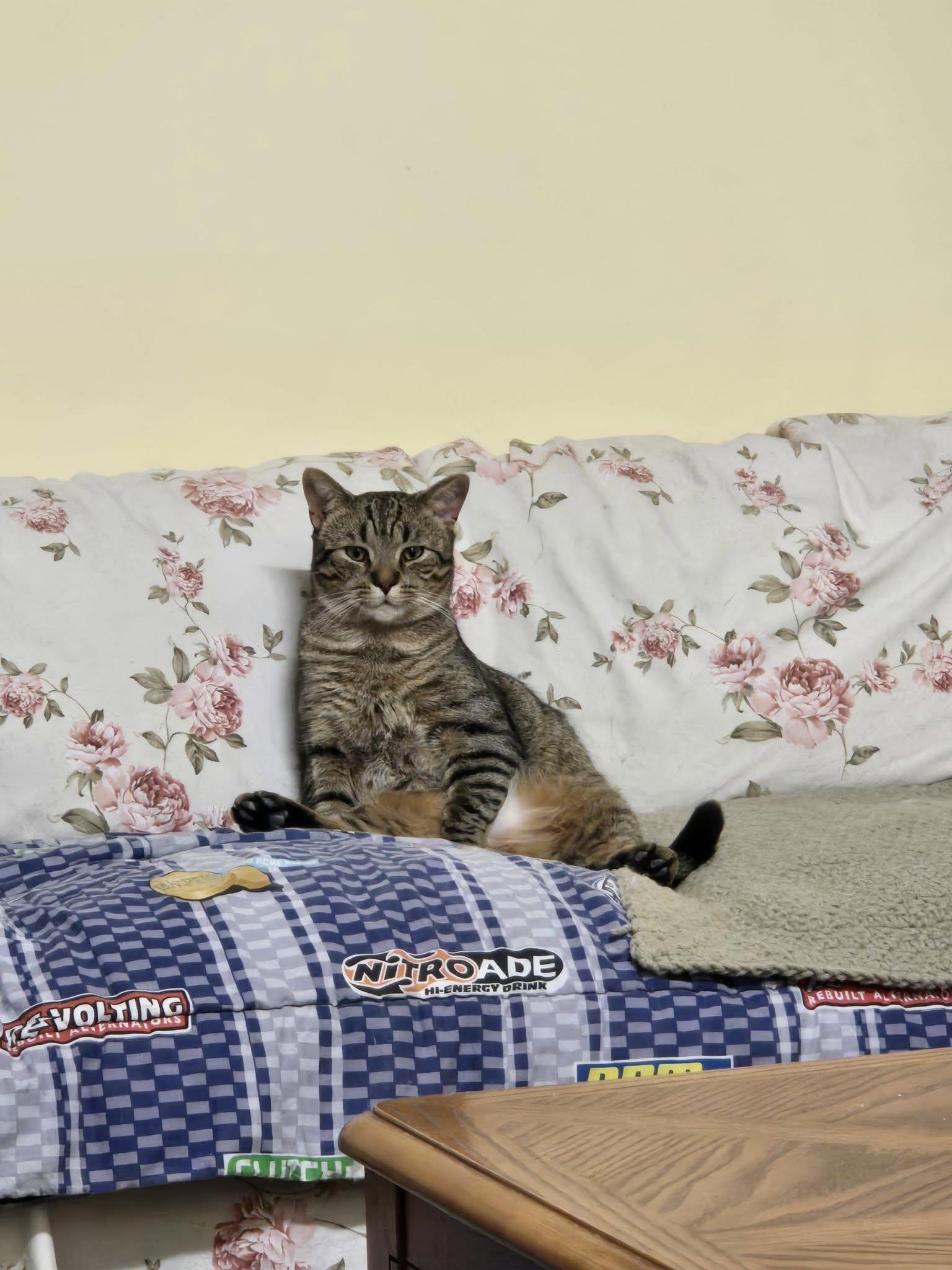 Enlarge Berenger, a Adoptable Domestic Short Hair in Stratford, ON image 5/5