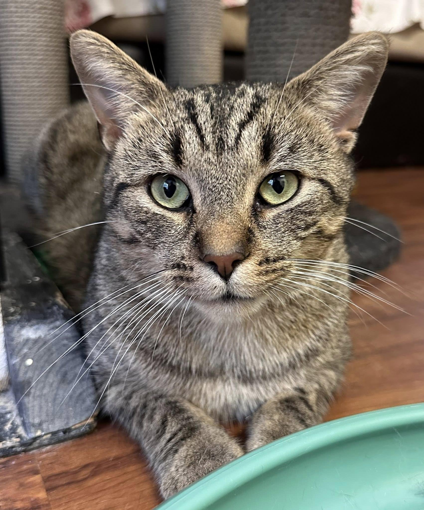 Enlarge Berenger, a Adoptable Domestic Short Hair in Stratford, ON image 3/4